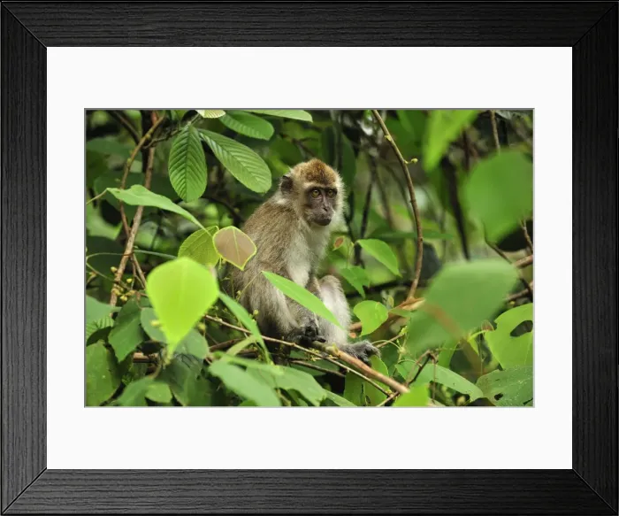 Framed Print : Long-tailed Macaque / Crab-eating Macaque - Tanjung Puting National Park - Kalimantan - Borneo - Indonesia Framed Print : Long-tailed Macaque / Crab-eating Macaque - Tanjung Puting National Park - Kalimantan - Borneo - Indonesia