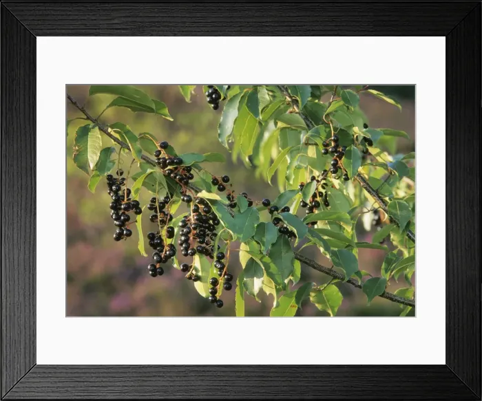 Framed Print : Black Cherry - berries Framed Print : Black Cherry - berries