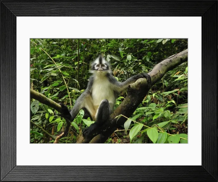Framed Print : Thomas's Langur / Thomas's Leaf Monkey - Gunung Leuser National Park - Northern Sumatra - Indonesia Framed Print : Thomas's Langur / Thomas's Leaf Monkey - Gunung Leuser National Park - Northern Sumatra - Indonesia