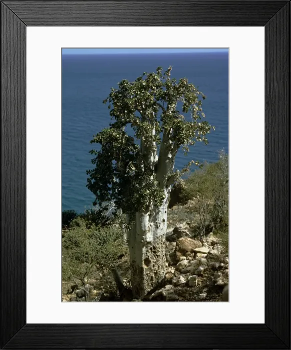 Framed Print : Cucumber Tree Framed Print : Cucumber Tree