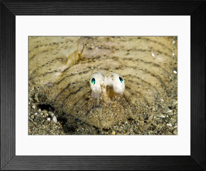 Framed Print : Banded Sole - Indonesia Framed Print : Banded Sole - Indonesia