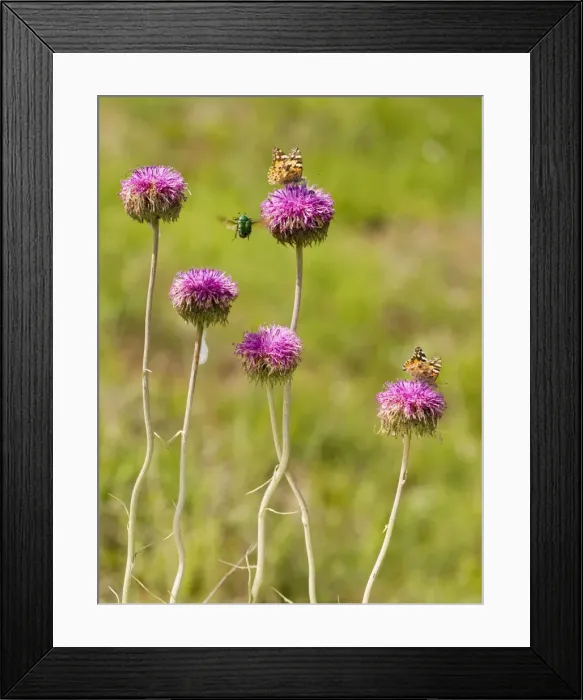 Framed Print : Soft Jurinea - with visiting Painted Lady butterflies and Rose Chafer. Near Roades Framed Print : Soft Jurinea - with visiting Painted Lady butterflies and Rose Chafer. Near Roades