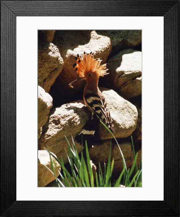 Framed Print : Hoopoe Bird JVG 2031 at nest hole with food, Ladakh, Jammu Kashmir, India. Papa epops © Joanna Van Gruisen / ardea. com Framed Print : Hoopoe Bird JVG 2031 at nest hole with food, Ladakh, Jammu Kashmir, India. Papa epops © Joanna Van Gruisen / ardea. com