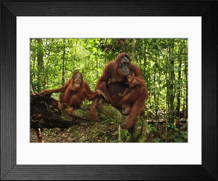 Framed Print : Borneo Orangutan - female with juvenile and baby - Camp Leakey - Tanjung Puting National Park - Kalimantan - Borneo - Indonesia Framed Print : Borneo Orangutan - female with juvenile and baby - Camp Leakey - Tanjung Puting National Park - Kalimantan - Borneo - Indonesia