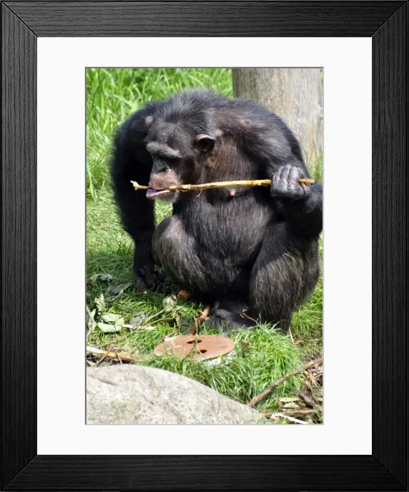 Framed Print : Chimpanzee using a stick to retrieve food from underground, as in the wild in Central African forests, but now set up as behavioural enrichment in captivity Framed Print : Chimpanzee using a stick to retrieve food from underground, as in the wild in Central African forests, but now set up as behavioural enrichment in captivity