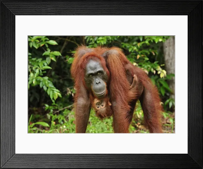 Framed Print : Borneo Orangutan - female with baby - Camp Leakey - Tanjung Puting National Park - Kalimantan - Borneo - Indonesia Framed Print : Borneo Orangutan - female with baby - Camp Leakey - Tanjung Puting National Park - Kalimantan - Borneo - Indonesia