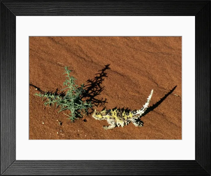 Framed Print : Thorny Devil Framed Print : Thorny Devil