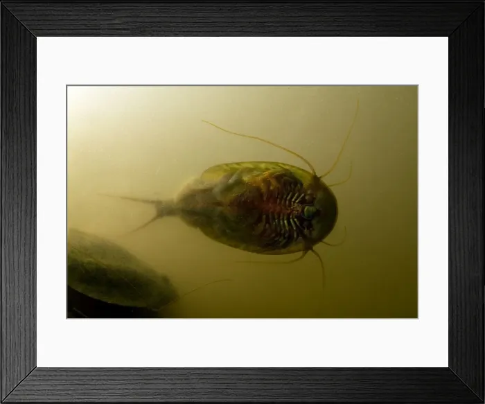 Framed Print : Tadpole Shrimp - ventral view - living fossil is oldest living animal species known - Italy