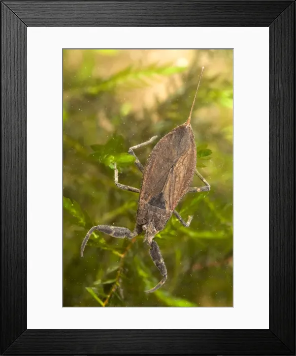 Framed Print : Water Scorpion - Italy Framed Print : Water Scorpion - Italy