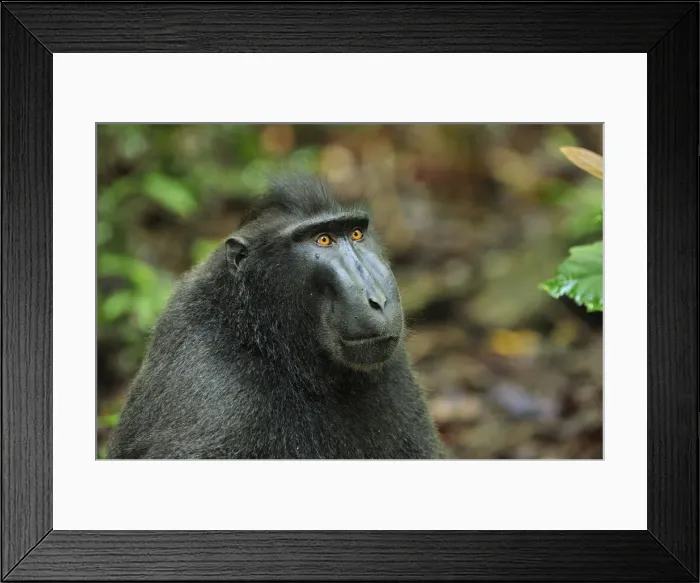 Framed Print : Celebes Crested Macaque / Crested Black Macaque / Sulawesi Crested Macaque / Black Ape - portrait - Tangkoko Nature Reserve - North Sulawesi - Indonesia Framed Print : Celebes Crested Macaque / Crested Black Macaque / Sulawesi Crested Macaque / Black Ape - portrait - Tangkoko Nature Reserve - North Sulawesi - Indonesia