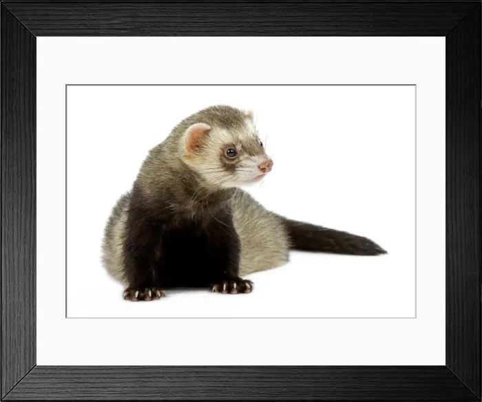 Framed Print : Ferret - in studio Framed Print : Ferret - in studio