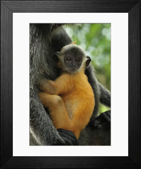 Framed Print : Silvery Lutung / Silvered Leaf Monkey / Silvery Langur - mother with baby - young are born with orange fur but this changes to the adult colour after 3-5 months - Kuala Selangor Nature Park - West Malaysia Framed Print : Silvery Lutung / Silvered Leaf Monkey / Silvery Langur - mother with baby - young are born with orange fur but this changes to the adult colour after 3-5 months - Kuala Selangor Nature Park - West Malaysia