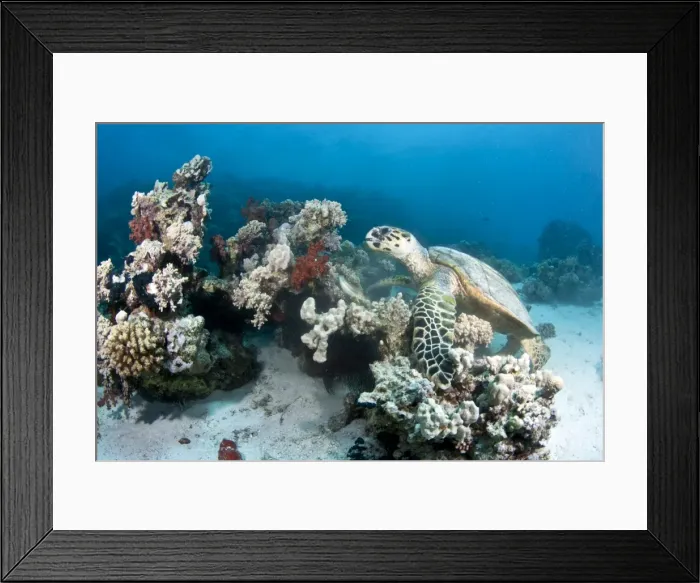 Framed Print : Hawksbill Turtle - feeding on soft coral - Red Sea Framed Print : Hawksbill Turtle - feeding on soft coral - Red Sea