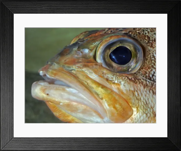 Framed Print : Redfish, North Atlantic and sub-Arctic waters east to Svalbad. A viviparous species, rare among bony fish. Sold mainly as frozen fish fillets Framed Print : Redfish, North Atlantic and sub-Arctic waters east to Svalbad. A viviparous species, rare among bony fish. Sold mainly as frozen fish fillets