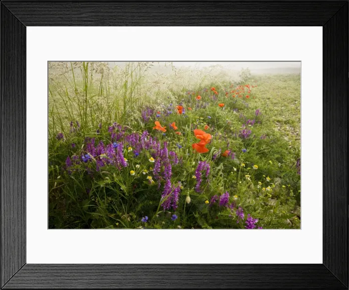 Framed Print : Fields full of narrow-leaved vetch, poppies, cornflowers and other cornfield weeds, on the Grande Piano, Monte Sibillini National Park, Italy Framed Print : Fields full of narrow-leaved vetch, poppies, cornflowers and other cornfield weeds, on the Grande Piano, Monte Sibillini National Park, Italy