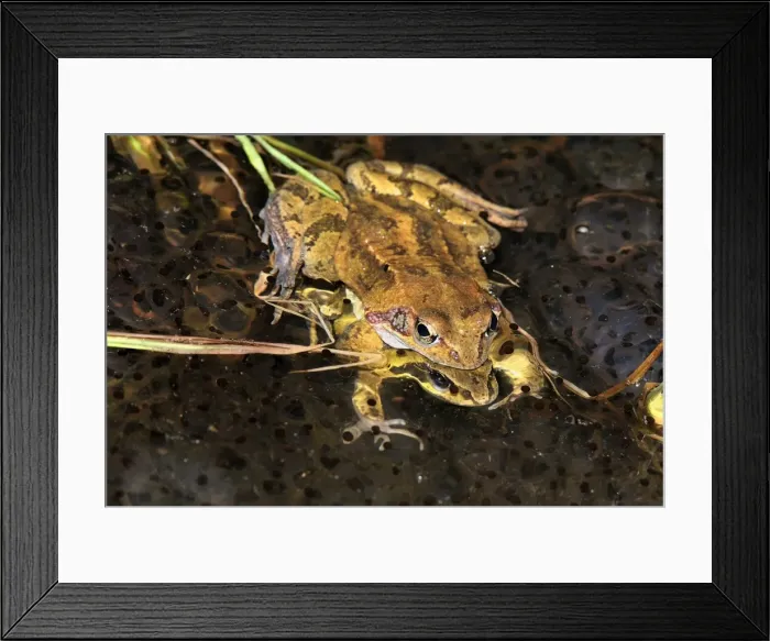 Framed Print : European Common Frog - amplexus with spawn - Switzerland Framed Print : European Common Frog - amplexus with spawn - Switzerland