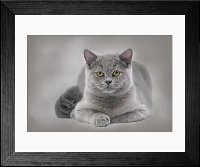 Framed Print : Cat - British Blue Framed Print : Cat - British Blue