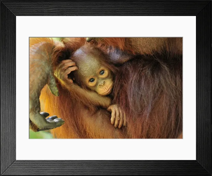 Framed Print : Borneo Orangutan - female with baby - Camp Leakey - Tanjung Puting National Park - Kalimantan - Borneo - Indonesia Framed Print : Borneo Orangutan - female with baby - Camp Leakey - Tanjung Puting National Park - Kalimantan - Borneo - Indonesia