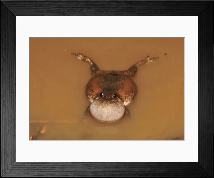 Framed Print : Microhylid Frog - Tangkoko Nature Reserve - North Sulawesi - Indonesia Framed Print : Microhylid Frog - Tangkoko Nature Reserve - North Sulawesi - Indonesia