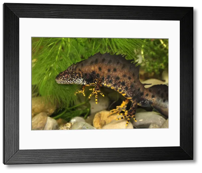 Framed Print : Great Crested Newt - male - Switzerland Framed Print : Great Crested Newt - male - Switzerland