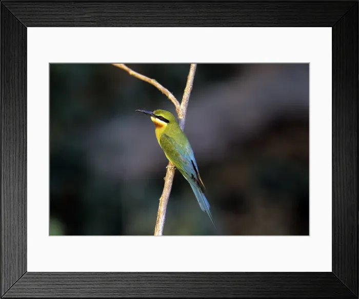 Framed Print : Blue-tailed Bee-eater - Corbett National Park - India Framed Print : Blue-tailed Bee-eater - Corbett National Park - India