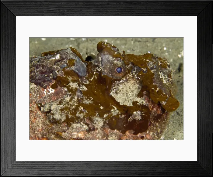 Framed Print : Estuarine Stonefish - Indonesia Framed Print : Estuarine Stonefish - Indonesia