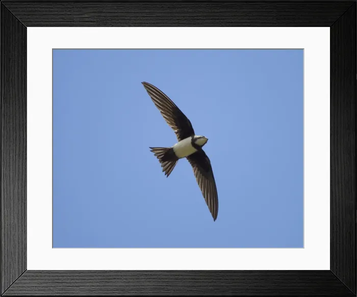 Framed Print : Alpine Swift - in flight with wings and tail spread - Southern Turkey - May Framed Print : Alpine Swift - in flight with wings and tail spread - Southern Turkey - May