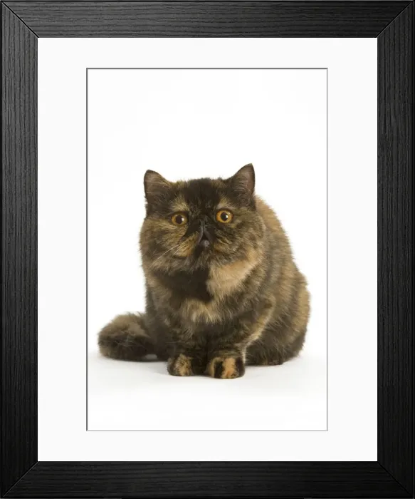 Framed Print : Cat - Exotic Short hair Tortoiseshell