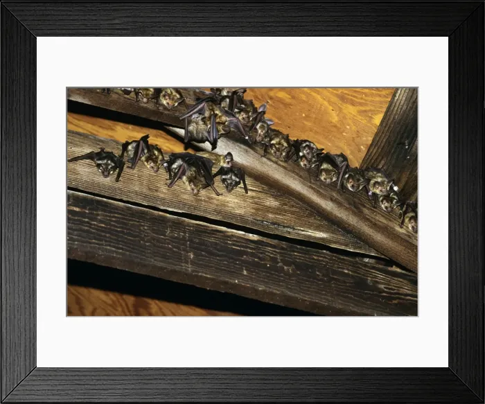 Framed Print : Pallid Bat Framed Print : Pallid Bat