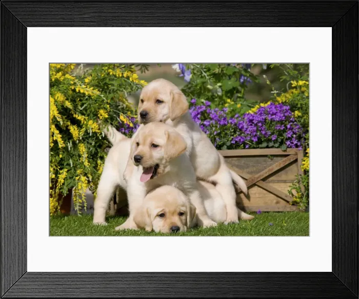 Framed Print : Dog - Yellow Labrador puppies Framed Print : Dog - Yellow Labrador puppies