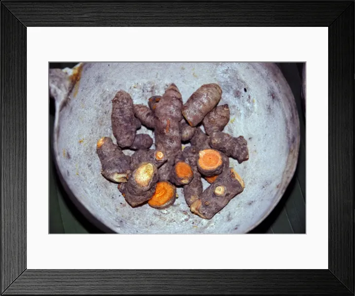Framed Print : Turmeric Root, widely grown in the tropics as a spice and food colourant, used in curries Framed Print : Turmeric Root, widely grown in the tropics as a spice and food colourant, used in curries