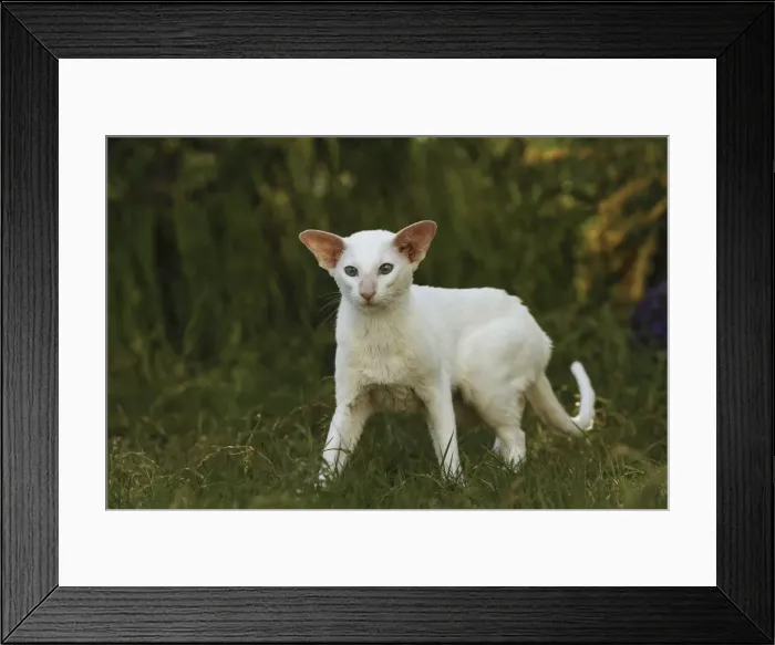 Framed Print : Cat - Siamese Framed Print : Cat - Siamese