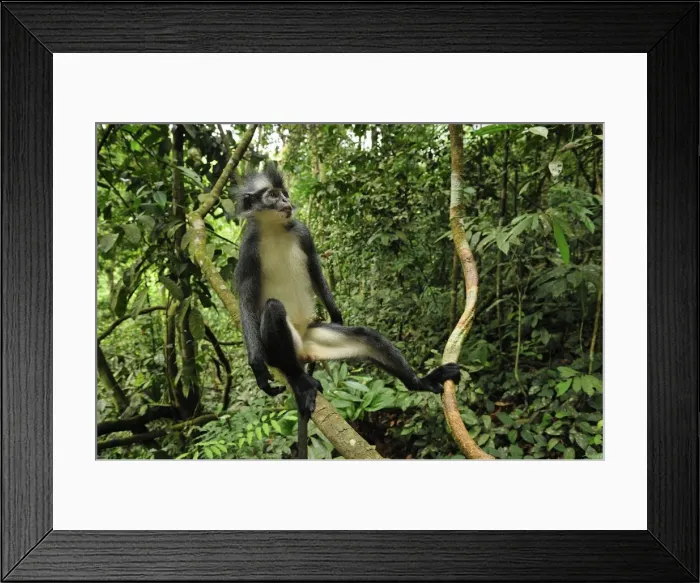 Framed Print : Thomas's Langur / Thomas's Leaf Monkey - Gunung Leuser National Park - Northern Sumatra - Indonesia Framed Print : Thomas's Langur / Thomas's Leaf Monkey - Gunung Leuser National Park - Northern Sumatra - Indonesia