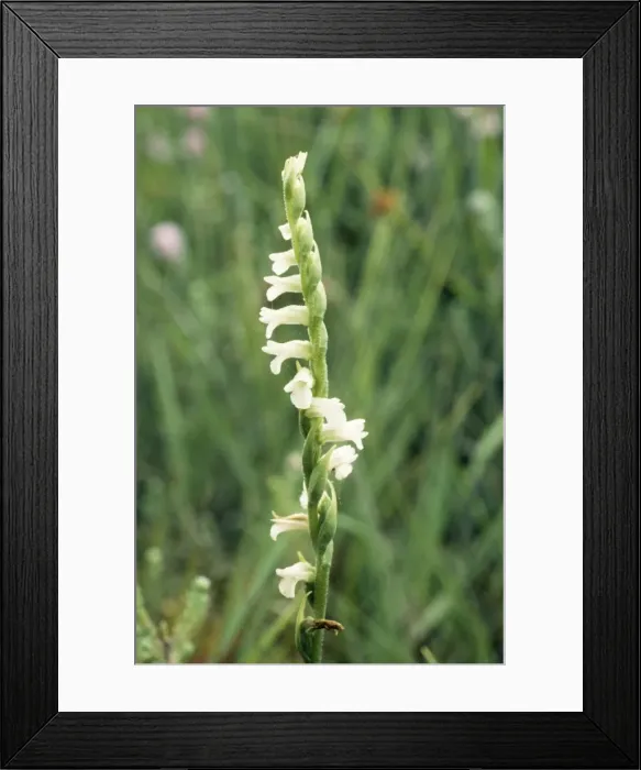 Framed Print : Summer Ladies Tresses Orchid ROG 4719 © Bob Gibbons / ardea. com Framed Print : Summer Ladies Tresses Orchid ROG 4719 © Bob Gibbons / ardea. com