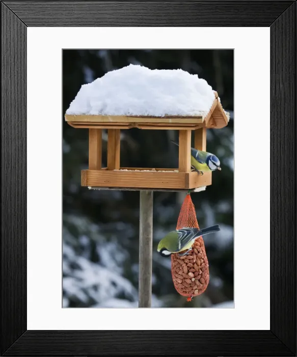 Framed Print : Blue Tit and Great Tit (Parus major) at bird feeding house in snow Framed Print : Blue Tit and Great Tit (Parus major) at bird feeding house in snow