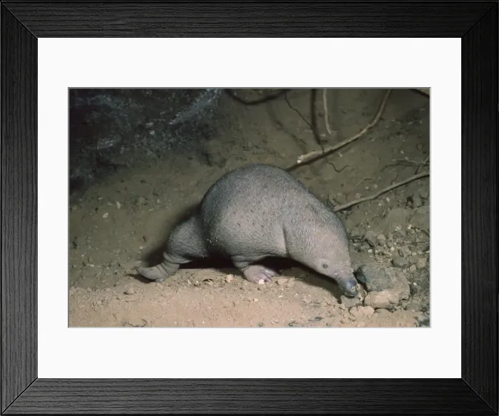 Framed Print : Echidna - young in burrow Framed Print : Echidna - young in burrow
