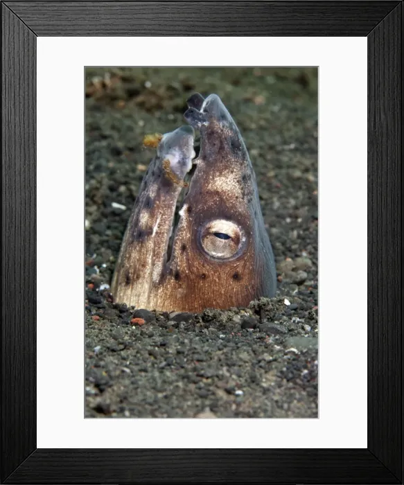 Framed Print : Black Finned Sand / Snake Eel - Indonesia Framed Print : Black Finned Sand / Snake Eel - Indonesia