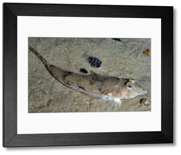 Framed Print : Common Dragonet, UK coastal waters, Spain to Norway Framed Print : Common Dragonet, UK coastal waters, Spain to Norway
