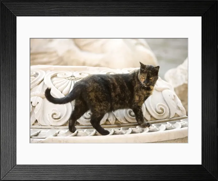 Framed Print : Cat - walking on marble monuments - Markets of Trajan - Rome - Italy