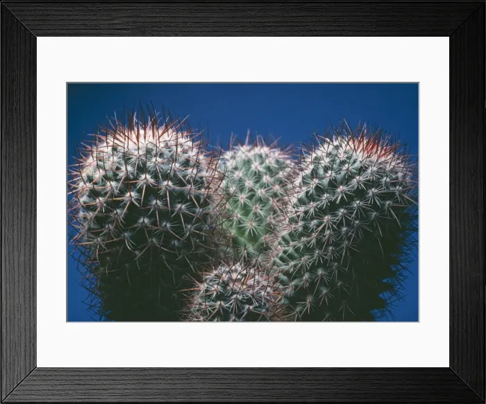 Framed Print : Cactus PPG 1129 South America Notocactus mammulosus © Pascal Goetgheluck / ardea. com Framed Print : Cactus PPG 1129 South America Notocactus mammulosus © Pascal Goetgheluck / ardea. com