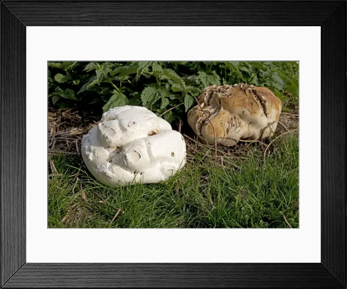 Framed Print : Giant Puff Ball - in field surrounded by nettles - Mickleton - Cotswolds - UK Framed Print : Giant Puff Ball - in field surrounded by nettles - Mickleton - Cotswolds - UK