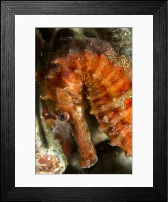 Framed Print : Kuda / Spotted Seahorse - Indonesia Framed Print : Kuda / Spotted Seahorse - Indonesia