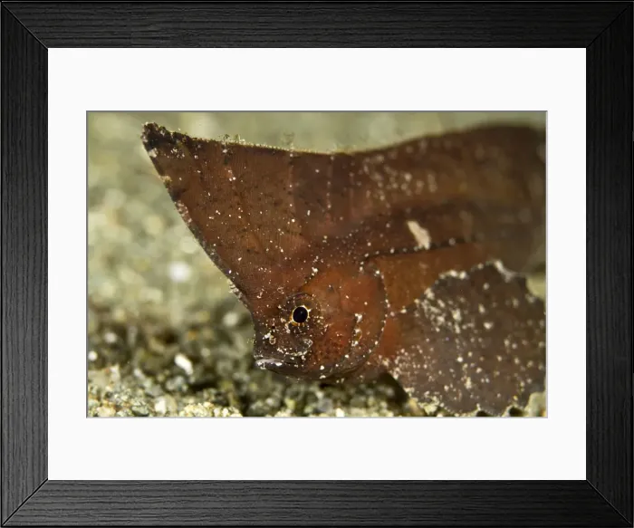 Framed Print : Spiny Waspfish / Indian Ocean Waspfish - Indonesia Framed Print : Spiny Waspfish / Indian Ocean Waspfish - Indonesia