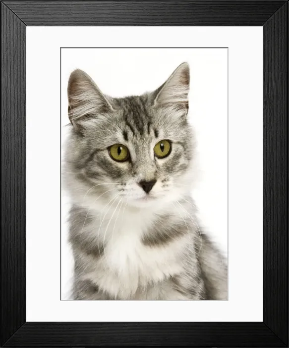 Framed Print : Cat - Norwegian Silver Tabby Framed Print : Cat - Norwegian Silver Tabby