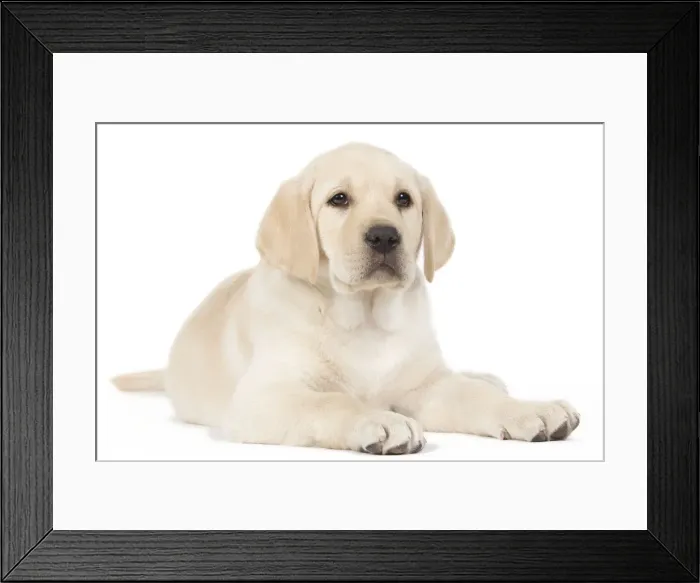 Framed Print : Dog - Yellow Labrador puppy Framed Print : Dog - Yellow Labrador puppy