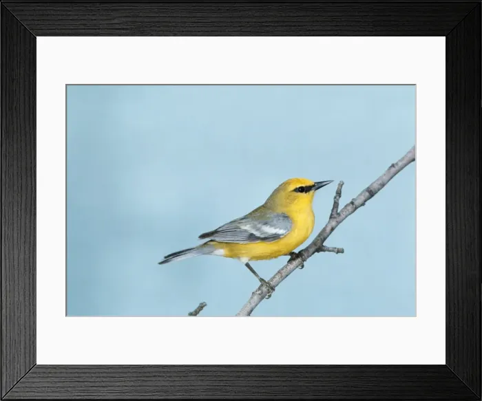 Framed Print : Blue-winged Warbler Framed Print : Blue-winged Warbler