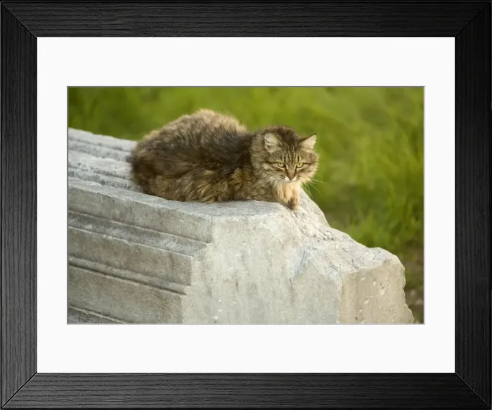Framed Print : Cat - on stone wall - Rome - Italy Framed Print : Cat - on stone wall - Rome - Italy