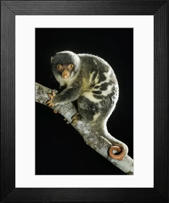 Framed Print : Spotted Cuscus Framed Print : Spotted Cuscus