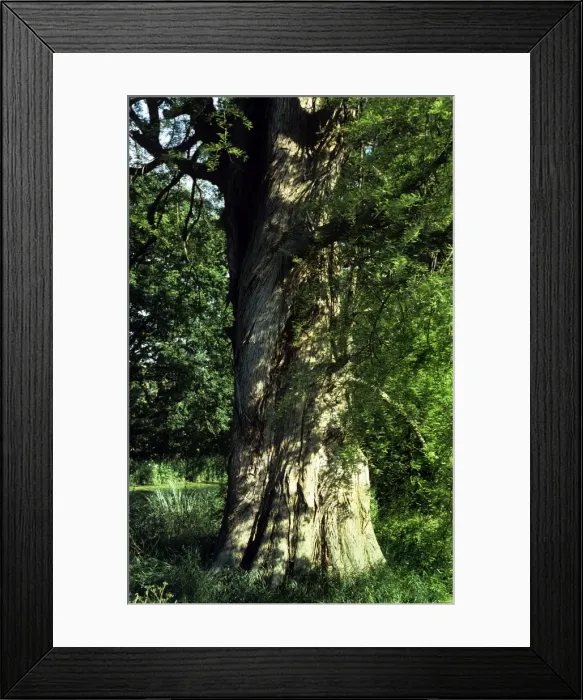 Framed Print : Swamp Cypress Framed Print : Swamp Cypress