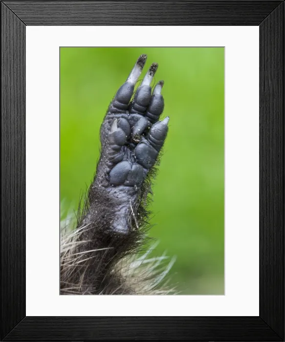Framed Print : Hedgehog - leg Framed Print : Hedgehog - leg